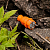 Вилка прямая влагозащищенная с заземл. 16А IP44 каучук оранж. Rexant 111-015
